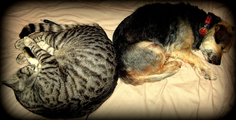Cat and Dog, Ying and Yang, Ebb and Flow, Push and Pull